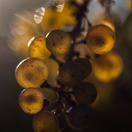 L'Automne