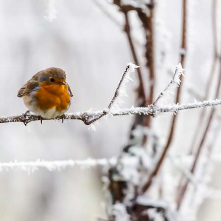 L'hiver