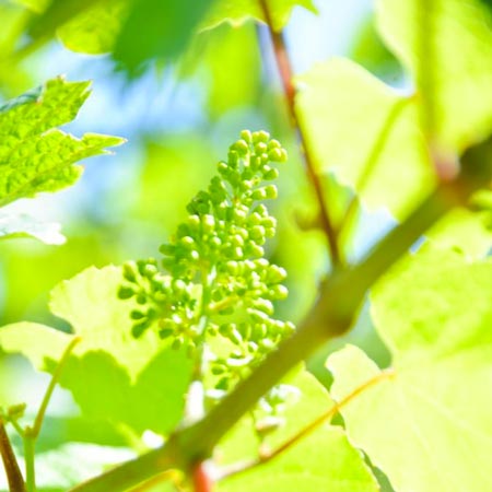 Le Printemps