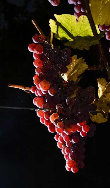 Vin Bio Alsace