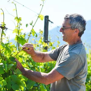 Vin Bio Alsace