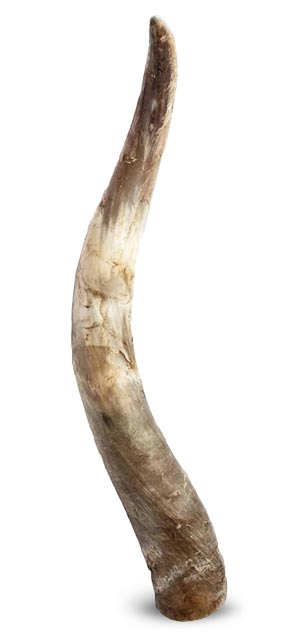corne-blanc corne-blanc