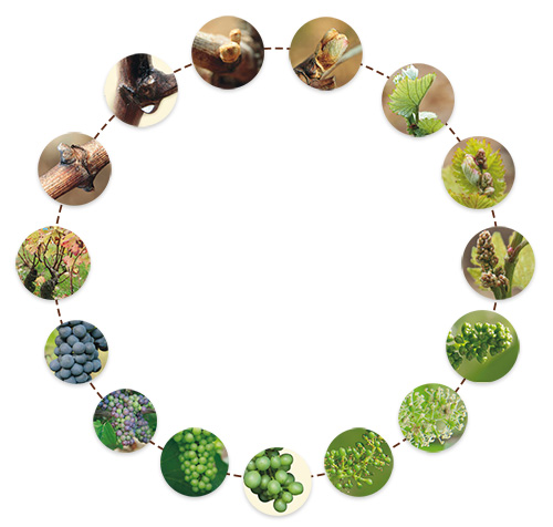 cycle-vigne-blanc cycle-vigne-blanc